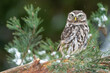 Llittle owl standing on the branches of a coniferous tree. Winter wildlife photo with a small owl. Athene noctua
