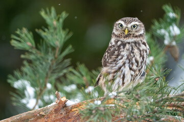 Wall Mural - Llittle owl standing on the branches of a coniferous tree. Winter wildlife photo with a small owl. Athene noctua
