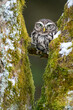 Little owl hiding between two moss-covered tree trunks. Winter nature scene with a cute little owl. Athene noctua
