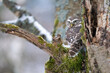 Hidden little owl on a tree trunk with moss and snow. Closeup photo of small owl in wild winter nature. Athene noctua
