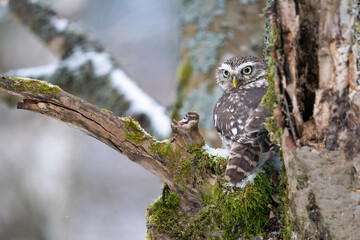 Wall Mural - Hidden little owl on a tree trunk with moss and snow. Closeup photo of small owl in wild winter nature. Athene noctua