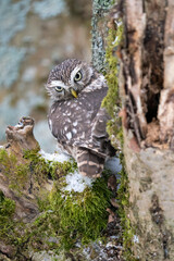 Wall Mural - Little owl on a tree trunk with moss and snow looking directly to the camera. Closeup photo of small owl in wild winter nature. Athene noctua