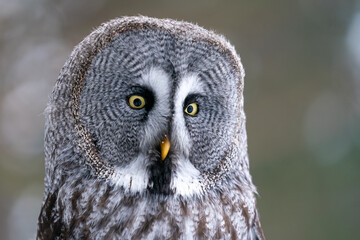 Aufkleber - Great grey owl portrait. Closeup big owl with blurred background. Strix nebulosa. Symbol of wisdom.