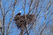 bald eagle in nest with eaglets