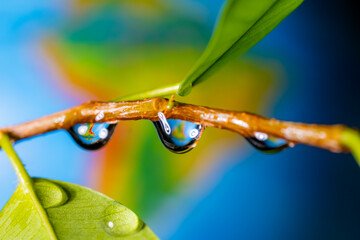 Water drops on a tree branch close-up.