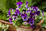 庭の鉢植えのブルーのパンジー、庭のビオラの鉢植え
