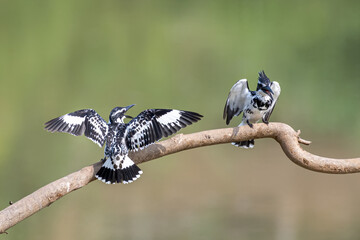 The couple of Pied-Kingfisher, birds are perching on tree branch. Nature and wildlife concept.