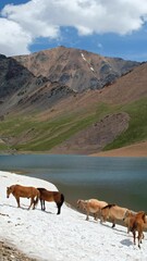 Wall Mural - Vertical video of Mountain Spirits Lake in Altai mountains. Herd of horses hides from horseflies on a snowfield.