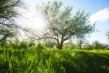 Photo Sur Toile - Blossoming apple orchard in idyllic sunny day.