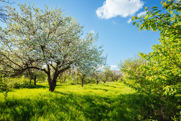 Autocollant - Blossoming apple orchard in idyllic sunny day.
