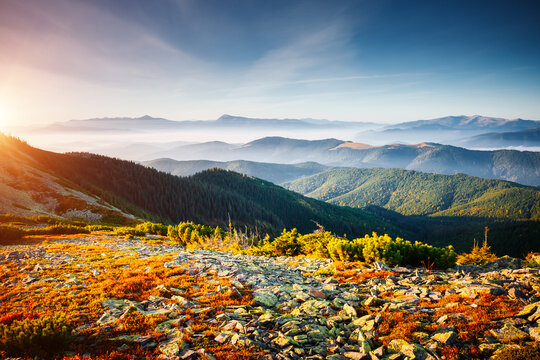 Wall Mural - A splendid view of the alpine valley in morning light. Carpathian mountains, Ukraine.