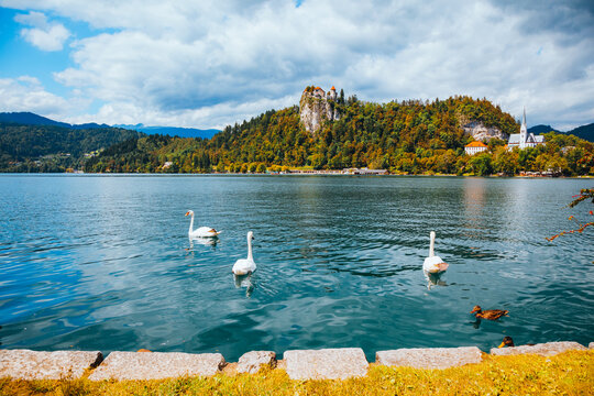 Wall Mural - Swans floating on the lake Bled, in the background the castle Blejski grad on a high cliff.