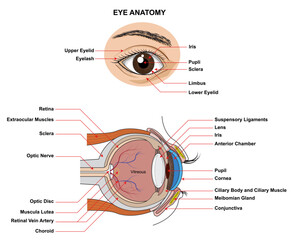 eye anatomy. anatomy of the human eye. structure and function of the human eye with the name and des