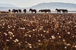 © Cavan Images - Silhouette horses standing on field, lake and hills on the background