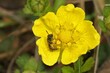 Closeup on a small brown furrow bee, Lasioglossum, inside a yellow buttercup flower