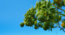 Green Tangerines Ripen On A Tree, Fruits Against A Blue Bright Sky, Citruses On A Branch, An Idea For A Background Or Postcard