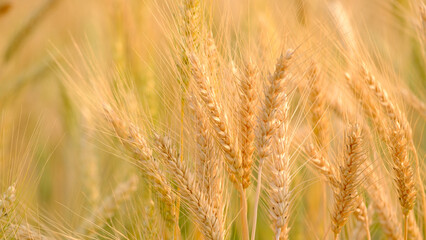 Gold Wheat Field Background