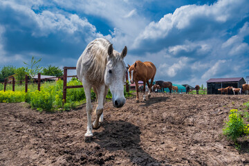 Wall Mural - horse in field