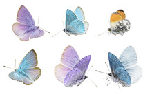 Butterflies Set, Pastel Colored Butterflies Isolated On White Background