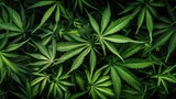 Fototapeta  - close-up shot of many marijuana leaves overlapping each other, creating a vibrant and lush green background. Generative AI