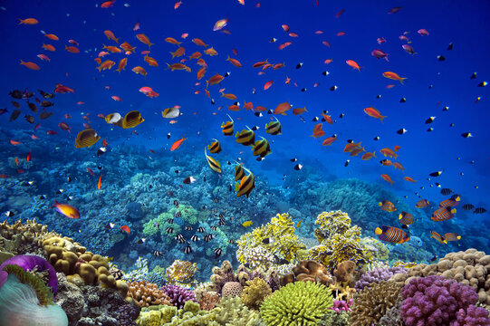 coral reef underwater with school of colorful tropical fish