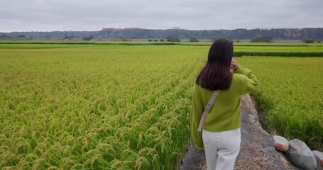 Wall Mural - Woman walk in the paddy rice field in Taiwan