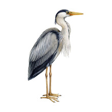 Heron Bird Watercolor Illustration. Ardea Herodias Avian Single Image. Hand Drawn Realistic Great Blue Heron Image. Wildlife Lake, River Water Habitat Wildlife Bird.