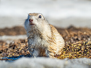 Gopher on the snow in winter-colored fur. Rodents right after winter hibernation.