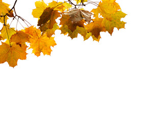 Wall Mural - Bunch Of Maple Leaves PNG, autumn leaves isolated on white