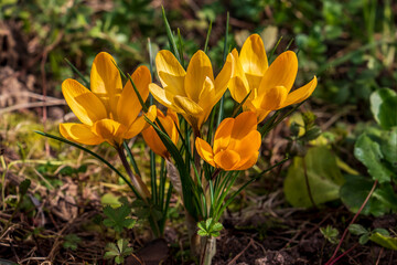 Wall Mural - crocus gialli