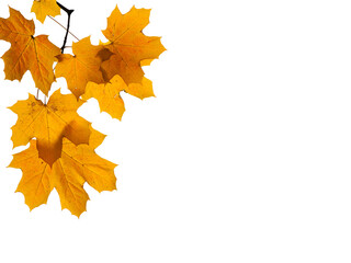 Wall Mural - autumn leaves isolated on white, PNG, Yellow leaves png