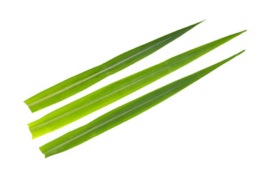 Wall Mural - Sugar cane leaves on white background.