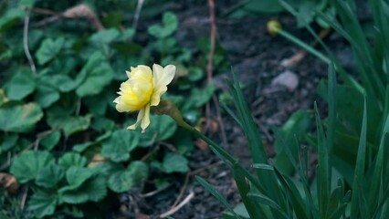 Wall Mural - a yellow flower moves in the wind