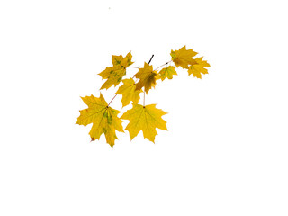 Wall Mural - Branch Of Maple Tree PNG, autumn maple leaves
