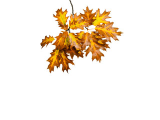 Wall Mural - Branch Of Maple Tree In Autumn PNG, autumn leaves isolated on white