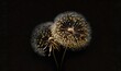  two dandelions with yellow tips on a black background with a black background and a black background with a white dandelion in the center.  generative ai