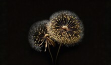  Two Dandelions With Yellow Tips On A Black Background With A Black Background And A Black Background With A White Dandelion In The Center.  Generative Ai