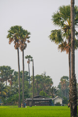 Wall Mural - Picture of the view of many sugar palm trees in the middle of the green rice fields. at Sam Khok District Pathum Thani Province, Thailand, taken on March 9, 2023.