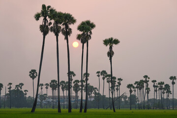 Wall Mural - Picture of the view of many sugar palm trees in the middle of the green rice fields. at Sam Khok District Pathum Thani Province, Thailand, taken on March 9, 2023.