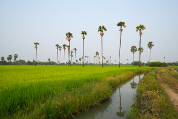 Wall Mural - Picture of the view of many sugar palm trees in the middle of the green rice fields. at Sam Khok District Pathum Thani Province, Thailand, taken on March 9, 2023.