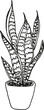 © Anna - Illustration of a Snake plant