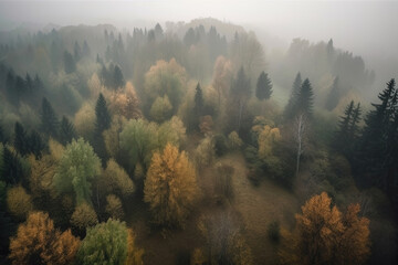 Wall Mural - Aerial foggy forest landscape, viewed from above