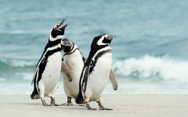 Wall Mural - group of magellanic penguins on a sandy beach