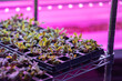 Seedlings of Swiss chard growing in hothouse under purple LED light. Hydroponics indoor vegetable plant factory. Greenhouse with agricultural cultures and led lighting equipment. Green salad farm. 