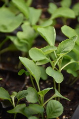 Canvas Print - Plant Seedling