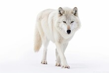 Arctic Wolf Image Isolated On White Background Strolling In Winter Snow In Canada, Gazing Directly At The Camera. Generative AI