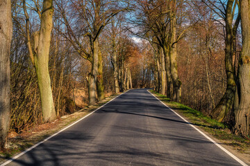 Wall Mural - Regional road planted with trees around Elblag, Poland	