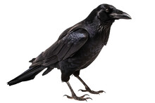 Crow Png, Transparent Background - Isolated, White Background, Black Crow, Generative Ai