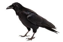Crow Png, Transparent Background - Isolated, White Background, Black Crow, Generative Ai