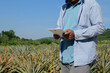 © supakitmod - Farmer checking condition of pineapple and record on tablet. Working in agriculture by using technology to assist in the works. Track of the quality and growth. AI smart farming application on tablet
